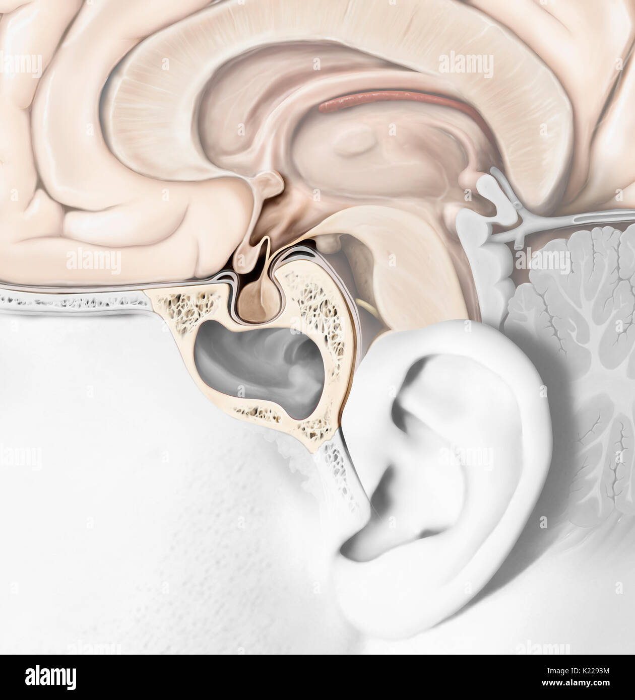 L'hypophyse est constituée de deux lobes, le adenopituitary neuropituitary et le. L'adénohypophyse sécrète l'hormone de croissance et les hormones l'exécution d'une fonction de réglementation sur les autres glandes endocrines. Banque D'Images