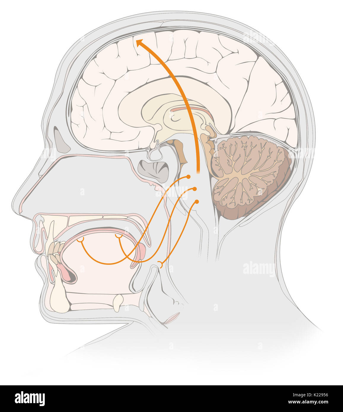 Lorsqu'un bourgeon du goût vient en contact avec une savoureuse substance (qui a une saveur) dissous dans la salive, les cellules qui forment le bourgeon de générer des signaux nerveux. Ces nerfs sensoriels au cortex cérébral, où la perception consciente de la saveur se produit. Banque D'Images Lorsqu'un bourgeon du goût vient en contact avec une savoureuse substance (qui a une saveur) dissous dans la salive, les cellules qui forment le bourgeon de générer des signaux nerveux. Ces nerfs sensoriels au cortex cérébral, où la perception consciente de la saveur se produit. Banque D'Images