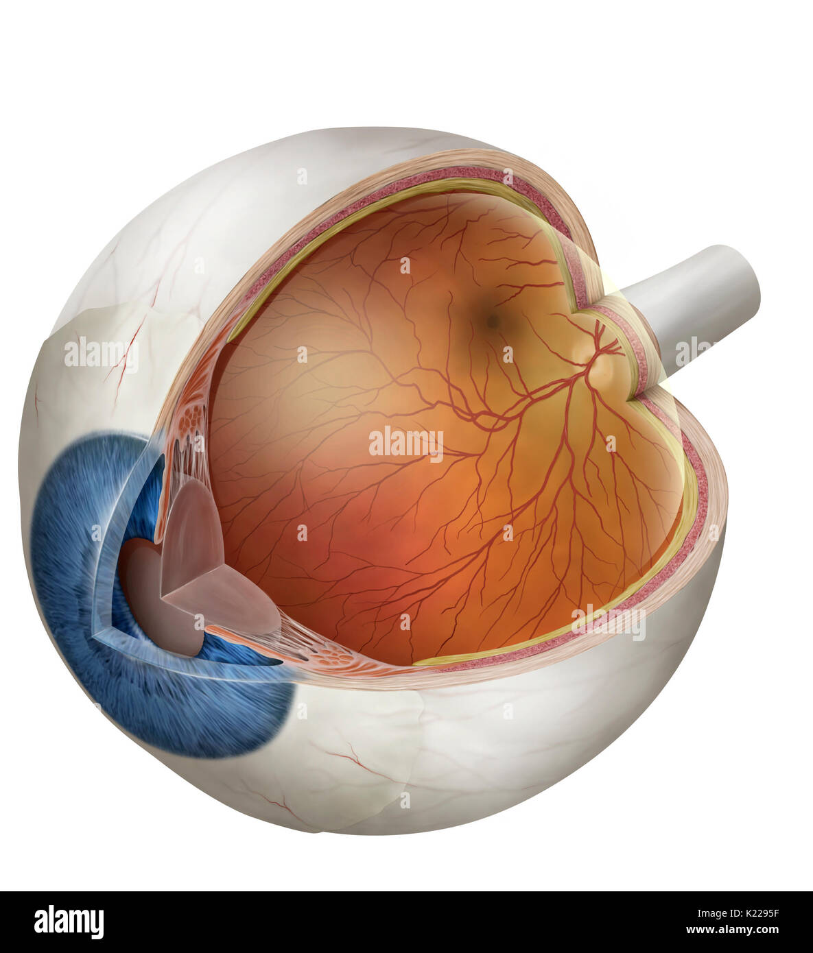 Enfermé dans une cavité de l'os (orbite) et proposé par six muscles, cet organe complexe recueille les signaux lumineux et les transmet au cerveau pour former des images. Banque D'Images