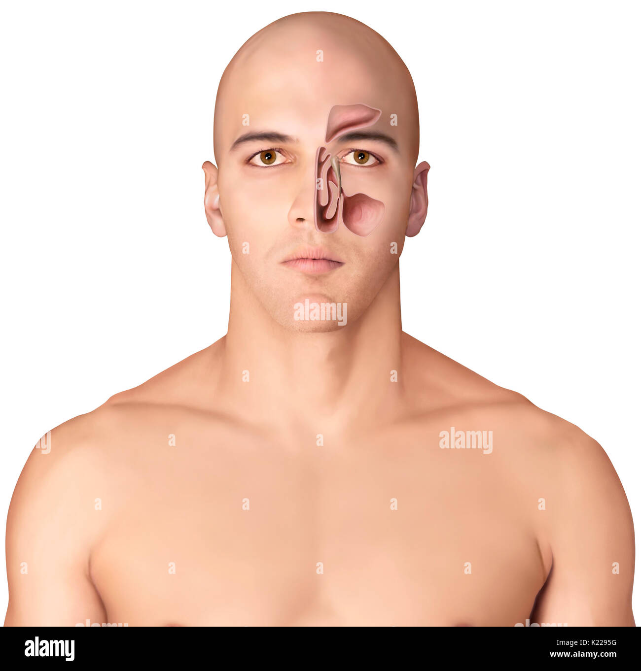 Les sinus paranasaux sont des cavités situées dans les os du visage qui se connectent avec les fosses nasales par de petits orifices. Banque D'Images