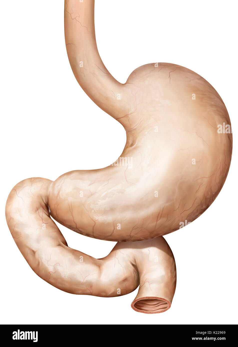 Section dilatée de l'appareil digestif ; il stocke, remue et mélange la nourriture avec les jus gastriques elle secrète avant de le vider dans le duodénum. Banque D'Images