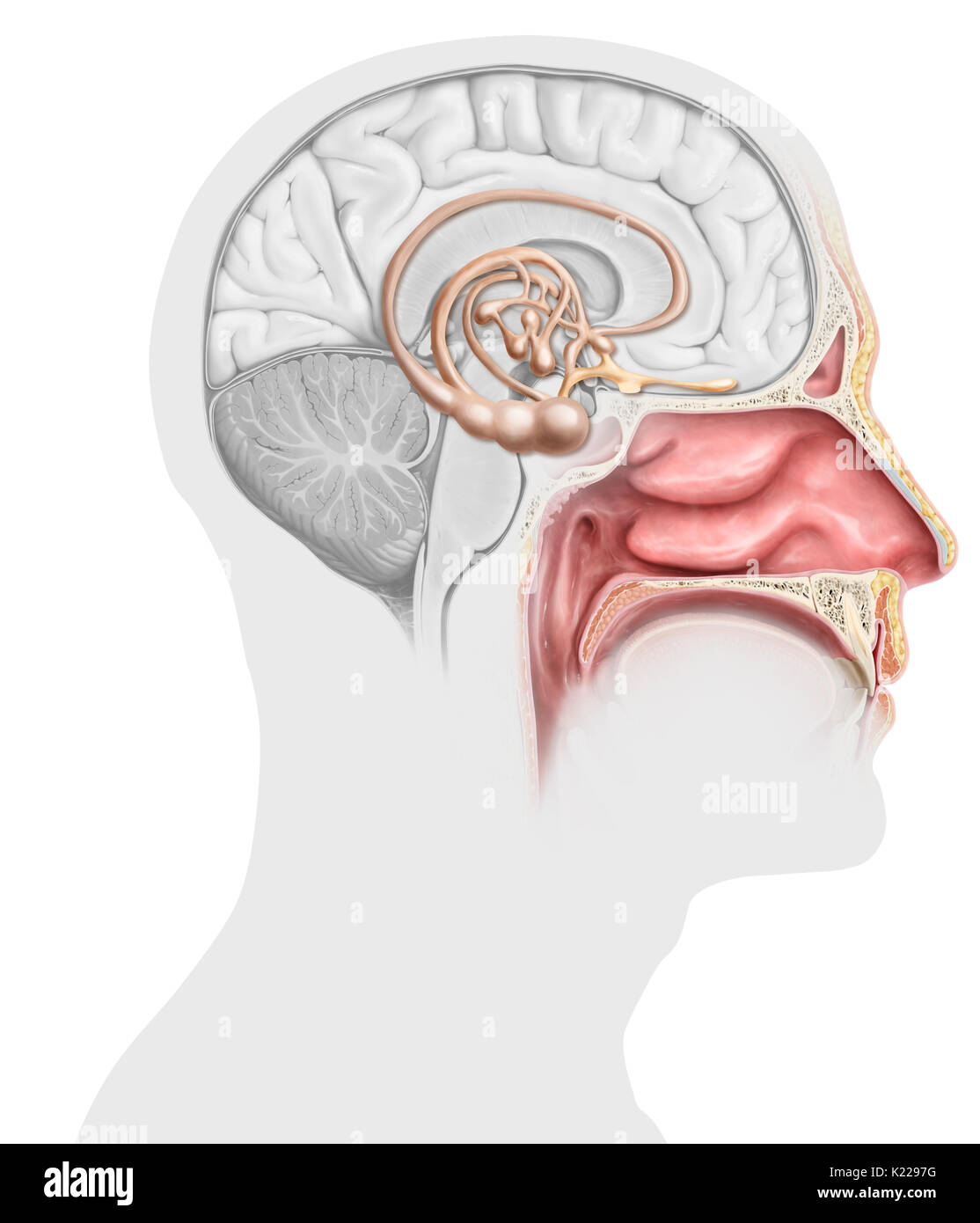 Chaque cavité nasale comprend un épithélium olfactif, dont la stimulation par les molécules odorantes génère des signaux nerveux. Ceux-ci sont acheminés vers le cerveau, où les odeurs sont analysées et associés avec les émotions et souvenirs. Banque D'Images