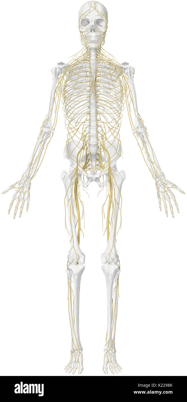 Ensemble de cellules nerveuses qui transmettent les signaux sensoriels et moteurs de l'innervation () entre le système nerveux central et le reste du corps. Banque D'Images Ensemble de cellules nerveuses qui transmettent les signaux sensoriels et moteurs de l'innervation () entre le système nerveux central et le reste du corps. Banque D'Images