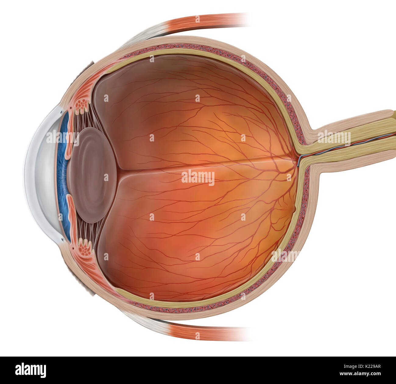 Enfermé dans une cavité de l'os (orbite) et proposé par six muscles, cet organe complexe recueille les signaux lumineux et les transmet au cerveau pour former des images. Banque D'Images