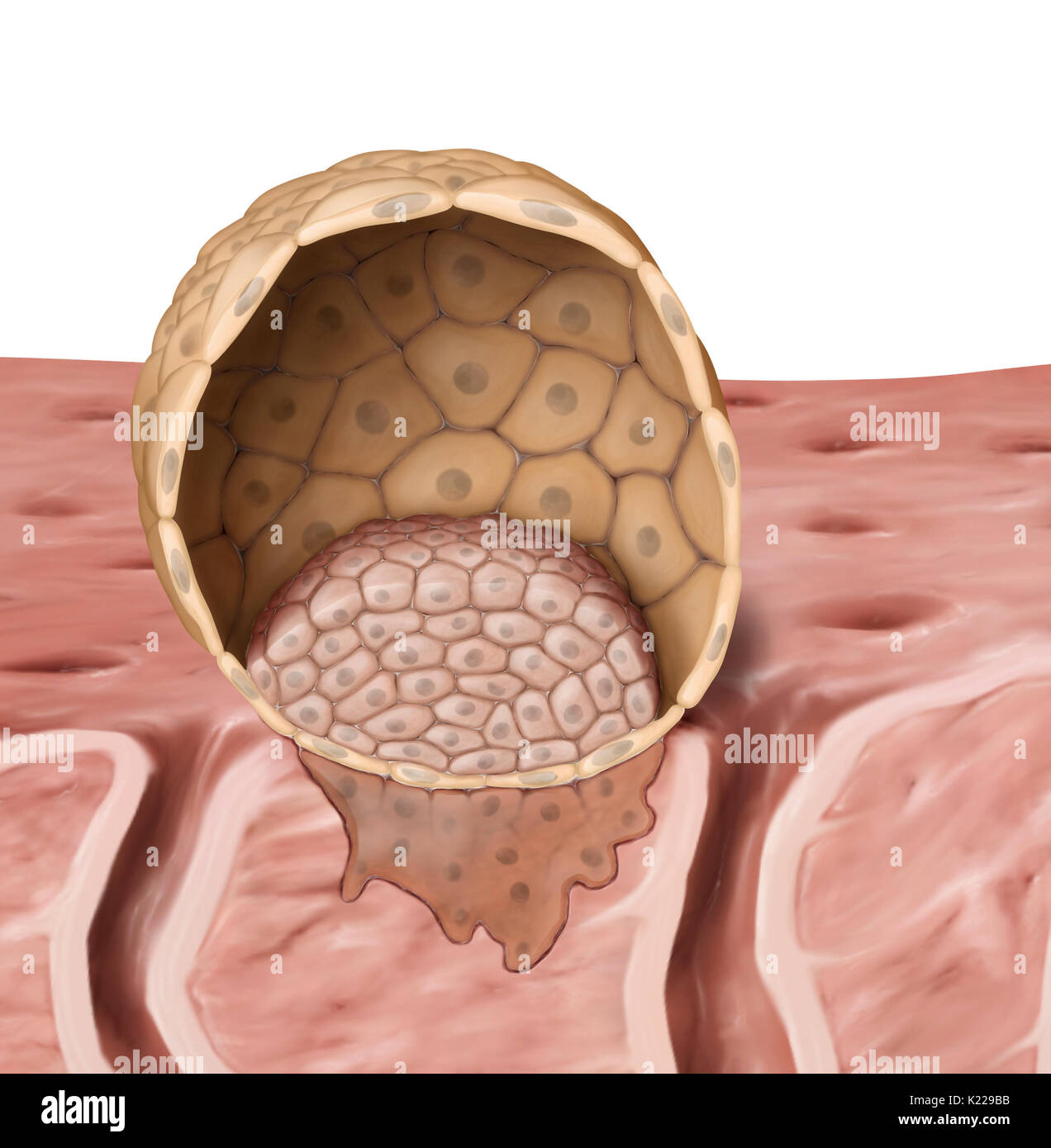 Un blastocyste est un embryon de 5 à 7 jours, suivant la fertilisation. Il se compose d'une cavité centrale et deux types distincts de cellules, le trophoblaste et le bouton embryonnaire. Banque D'Images