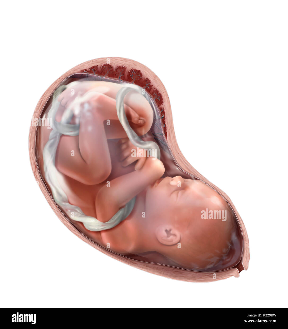 Entre la 8e semaine de la grossesse et de la naissance, l'être humain développe dans l'utérus est appelé un fœtus. Il connaît une croissance importante, en particulier au cours du deuxième trimestre, passant de 3 à près de 20 pouces. Il se redresse et ses caractéristiques deviennent plus fins alors que son poids augmente de 1⁄4 once à 7 livres. À partir de la 12e semaine, ses reins fonction et qu'il commence à uriner dans le liquide amniotique. Son système cardiovasculaire développe jusqu'au 3ème mois et son système digestif jusqu'au 7e mois. Banque D'Images