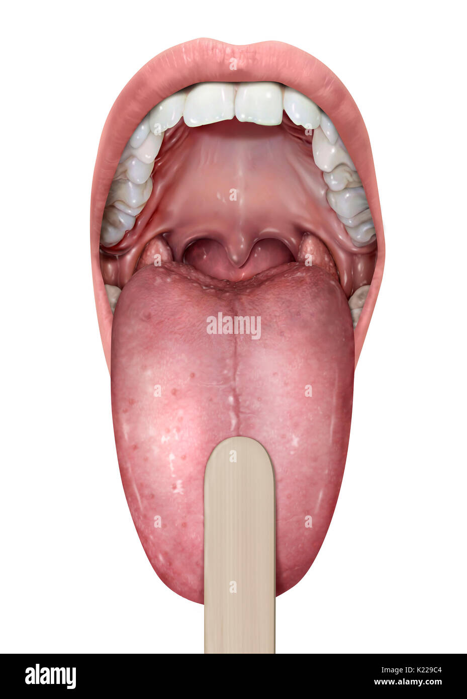 La cavité antérieure du tube digestif ; il a un rôle dans l'ingestion de nourriture, la dégustation, la respiration et la parole. Banque D'Images
