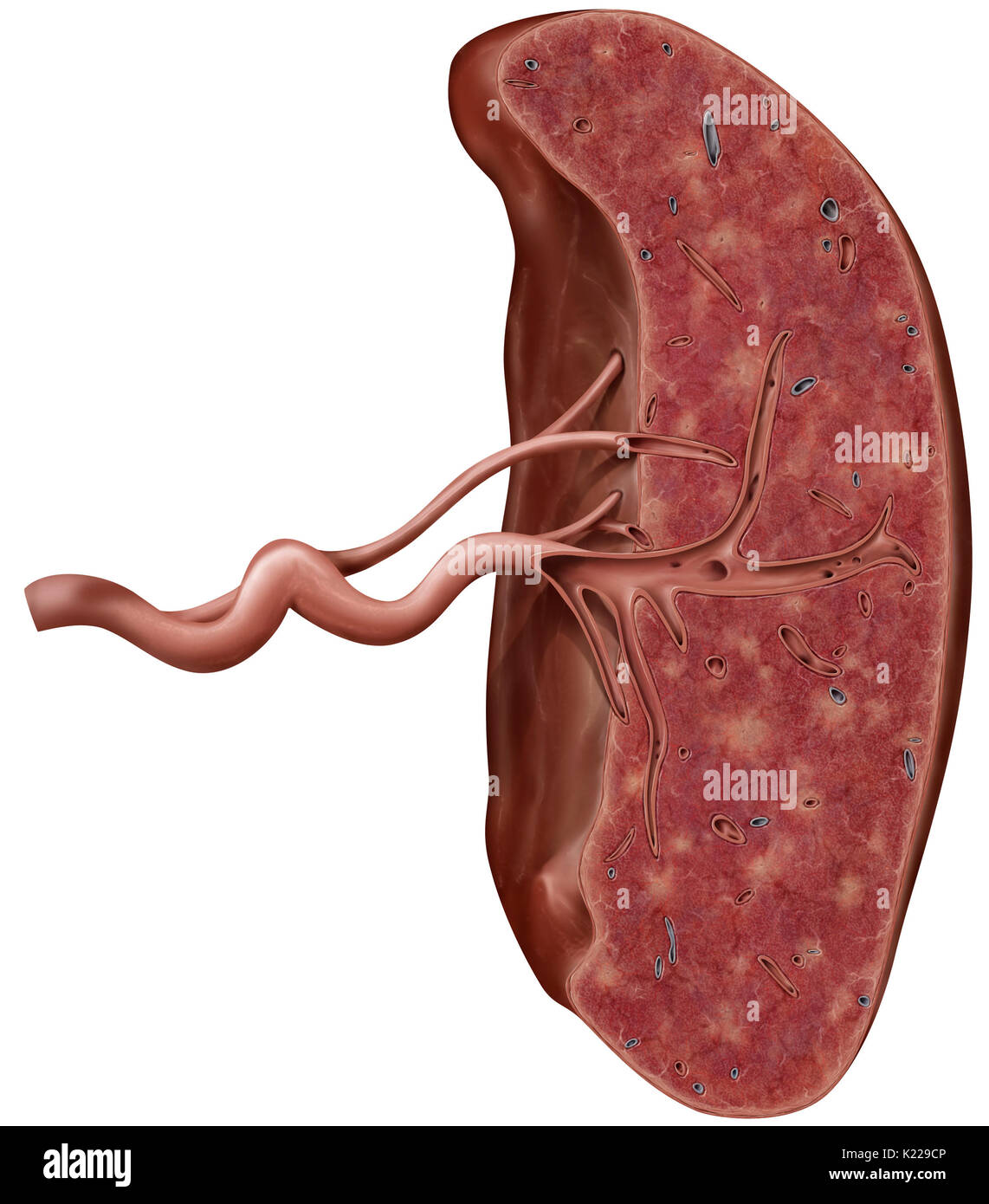 Organe lymphatique situé entre l'estomac et du pancréas ; site de la production de globules blancs et des anticorps. Banque D'Images