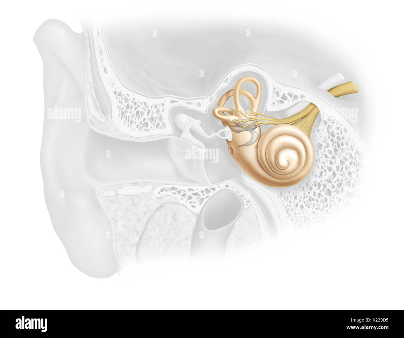 La cavité remplie de liquide creusée dans l'os temporal qui transforme les vibrations sonores en impulsions nerveuses à être interprété par le cerveau. Banque D'Images
