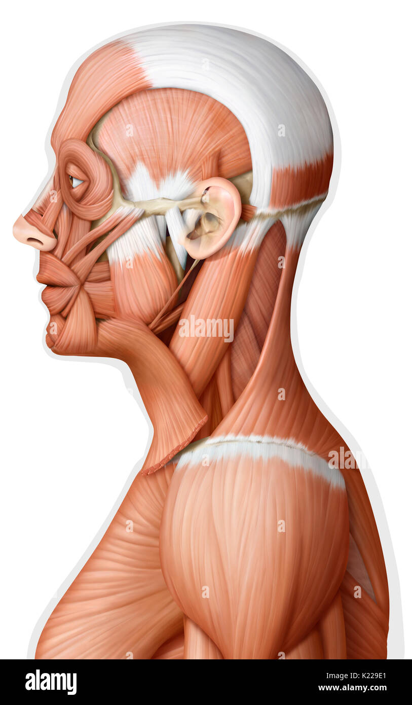 L'image montre une vue latérale des muscles de la tête et du cou. Banque D'Images