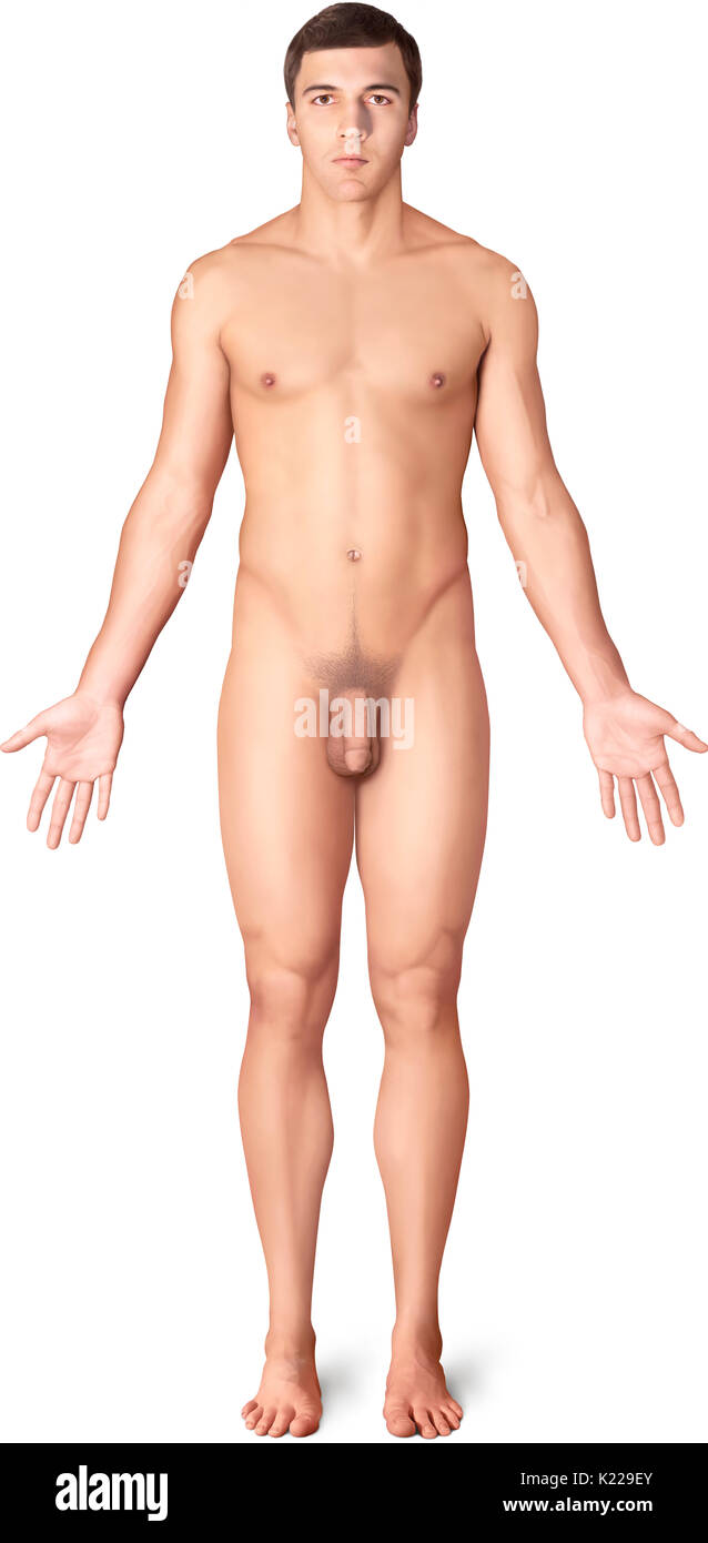 Cette image montre une vue antérieure de la morphologie de l'homme. Banque D'Images Cette image montre une vue antérieure de la morphologie de l'homme. Banque D'Images