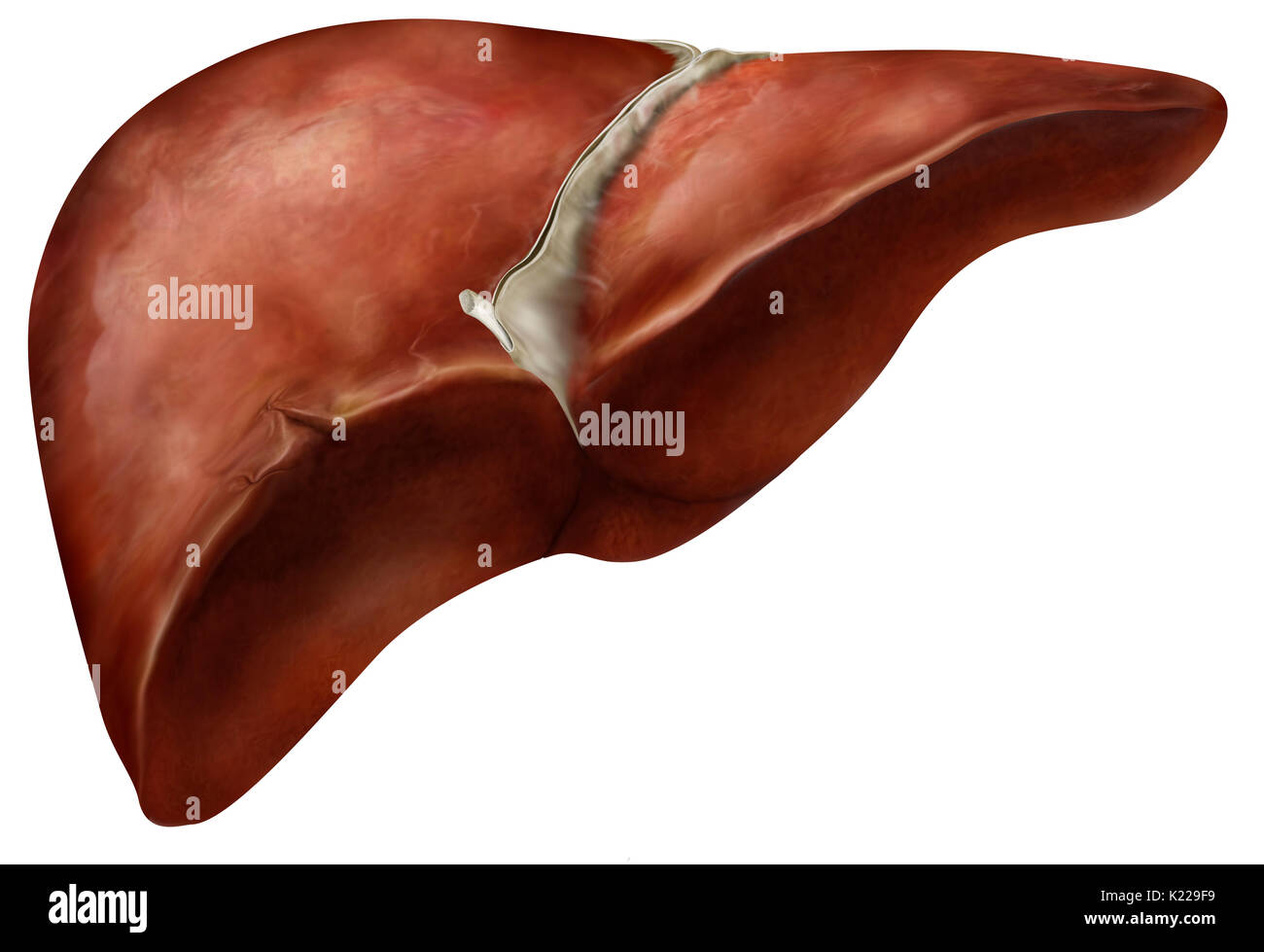 La sécrétion de substances, y compris l'orgue la bile, qui aident à la digestion et briser certaines toxines contenues dans le sang. Banque D'Images