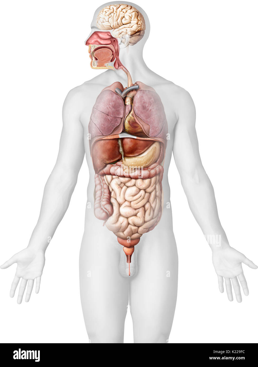 Cette image montre les organes touchés par l'intoxication chronique à l'alcool. Banque D'Images