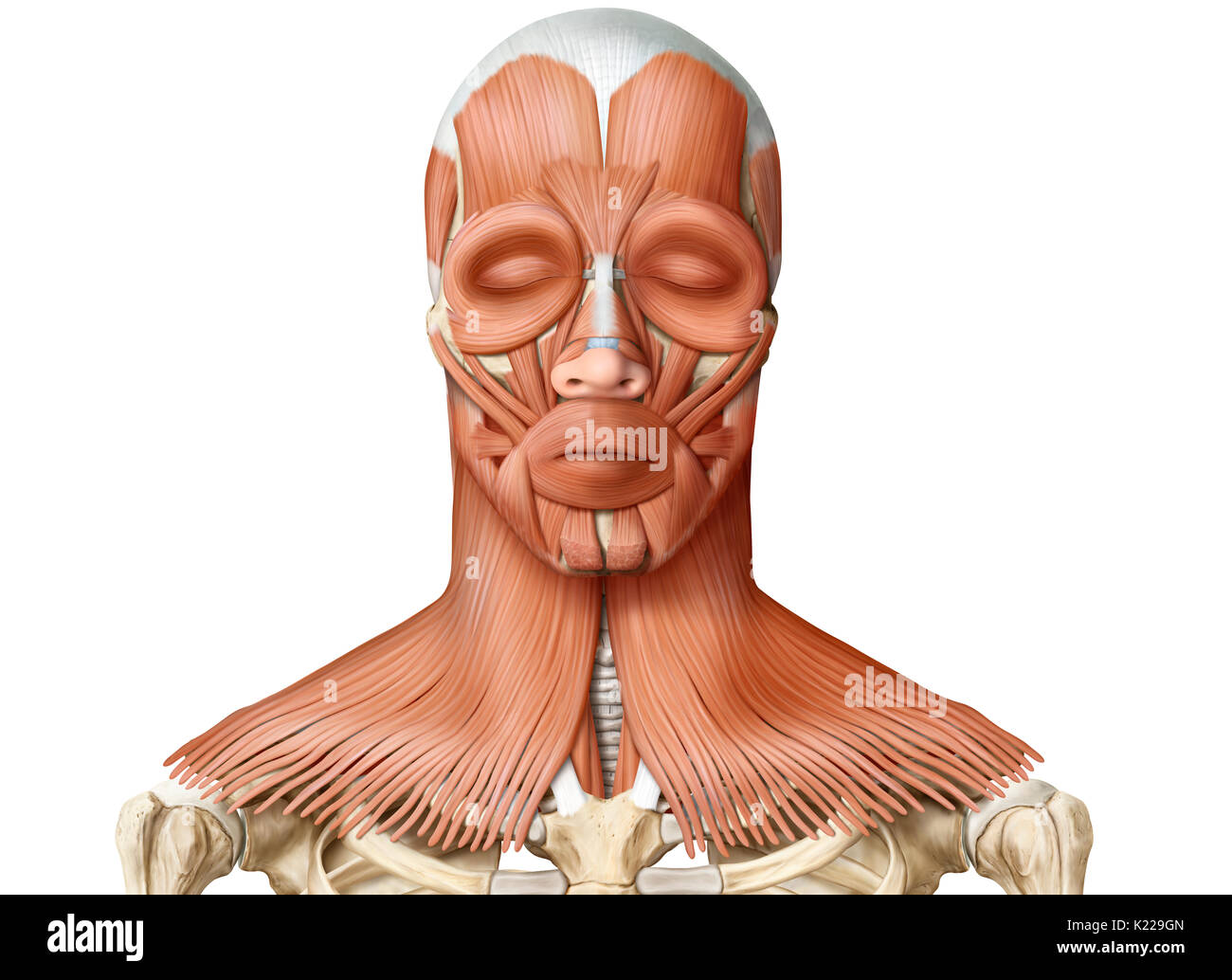 L'image montre une vue antérieure des muscles de la tête et du cou. Banque D'Images