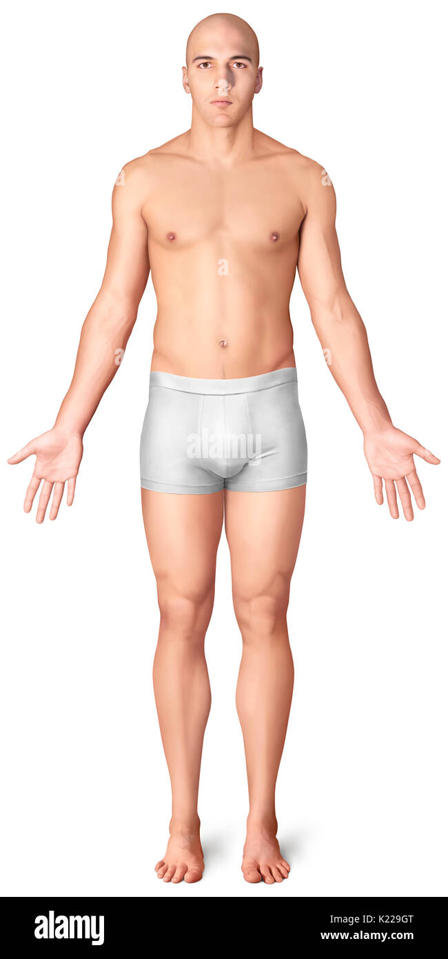 Cette image montre une vue antérieure de la morphologie de l'homme. Banque D'Images Cette image montre une vue antérieure de la morphologie de l'homme. Banque D'Images