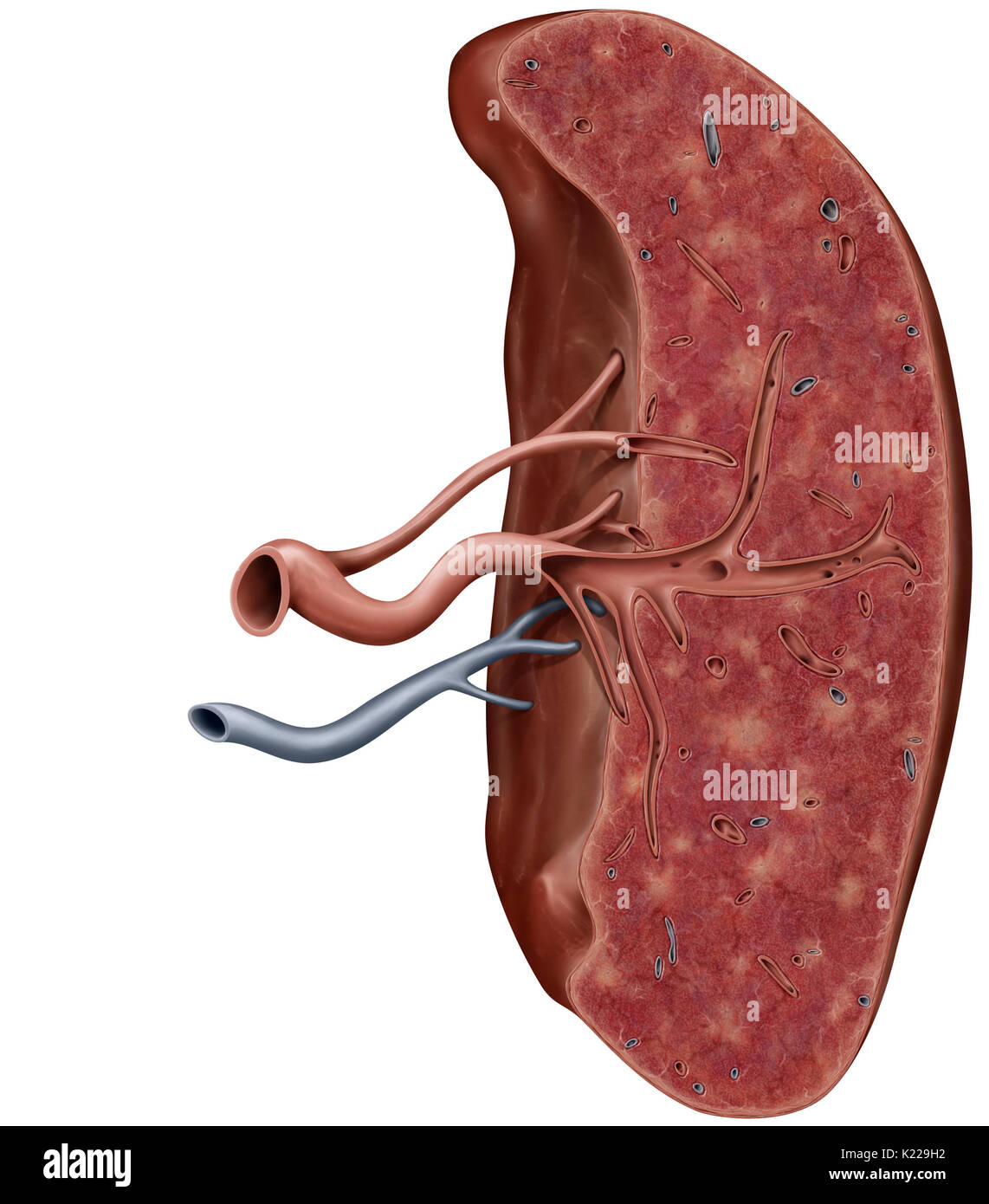 Organe lymphatique situé entre l'estomac et du pancréas ; site de la production de globules blancs et des anticorps. Banque D'Images