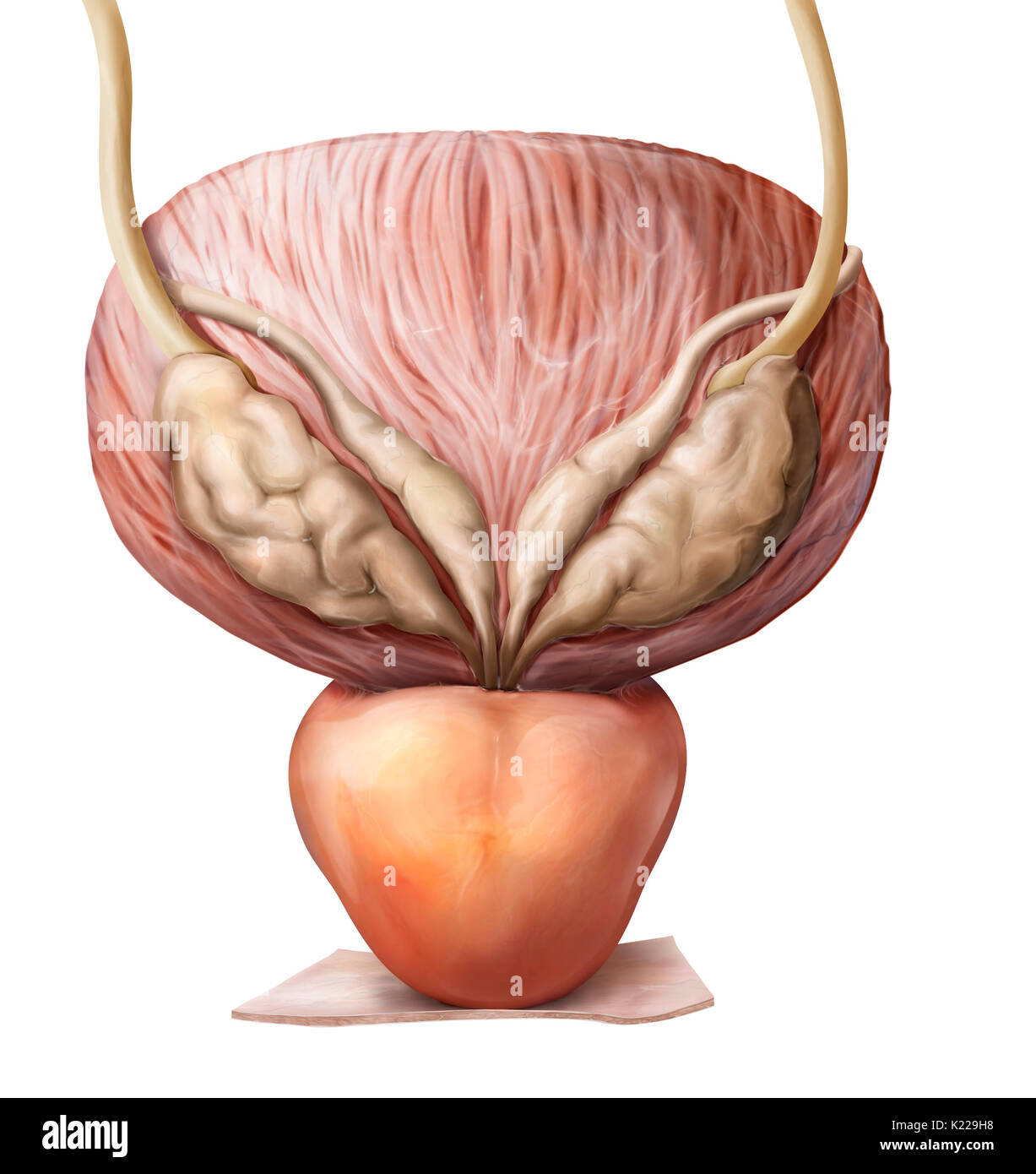 Cette image montre la vessie, l'urètre et de la prostate Photo ...