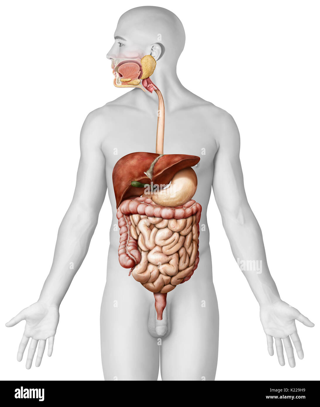 Système formé par la bouche, le tube digestif et ses glandes qui utilise l'action mécanique, des enzymes ou des sécrétions pour décomposer la nourriture, absorber les nutriments et expulser les déchets. Banque D'Images