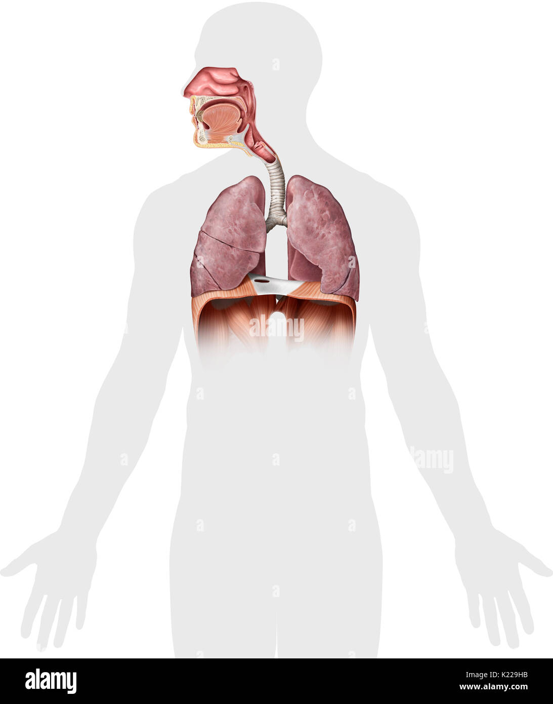 Cette image montre les organes du système respiratoire, qui sont la cavité nasale, de l'épiglotte, le pharynx, le larynx, la trachée, les poumons et le diaphragme. Banque D'Images