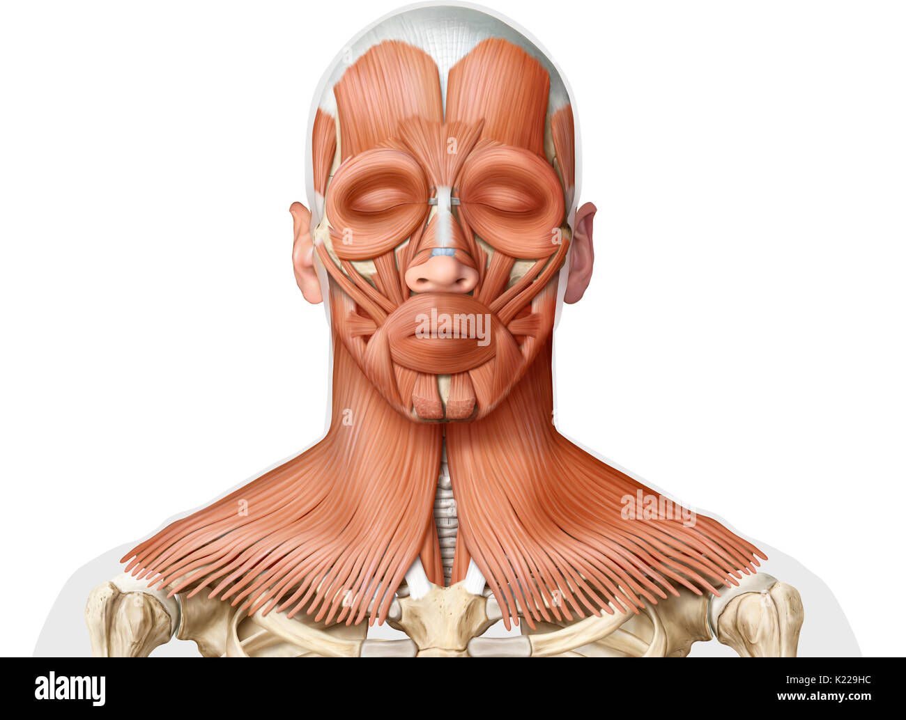 L'image montre une vue antérieure des muscles de la tête et du cou. Banque D'Images