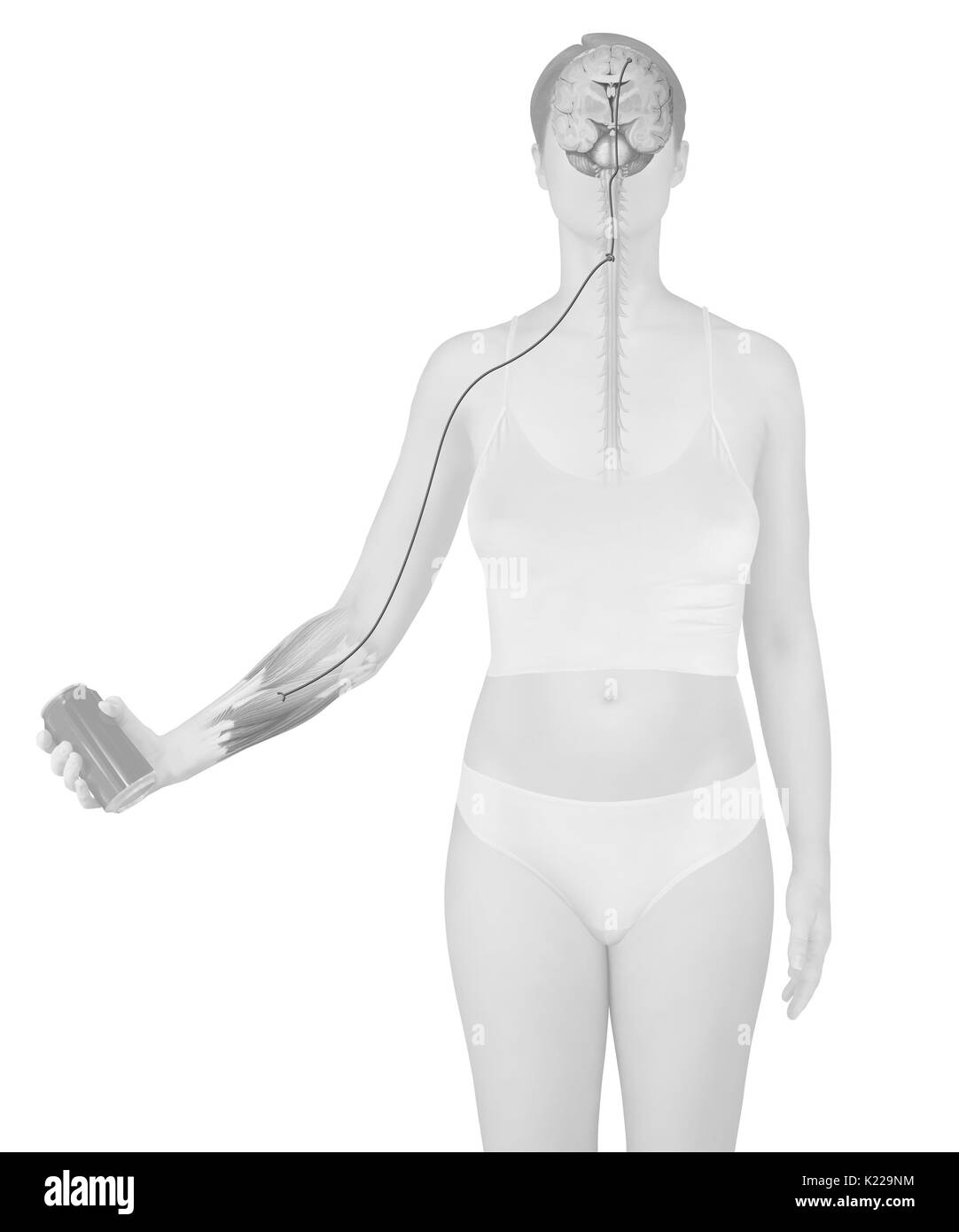 Un mouvement volontaire est un mouvement provoqué intentionnellement exécutés par le moteur commandes vocales émises par le cortex moteur. Ces commandes sont transmises à la musculature striée par la moelle épinière et les nerfs spinaux. La contraction musculaire qui produit des résultats le mouvement désiré. Le cervelet contrôle la précision et la coordination des mouvements volontaires. Banque D'Images