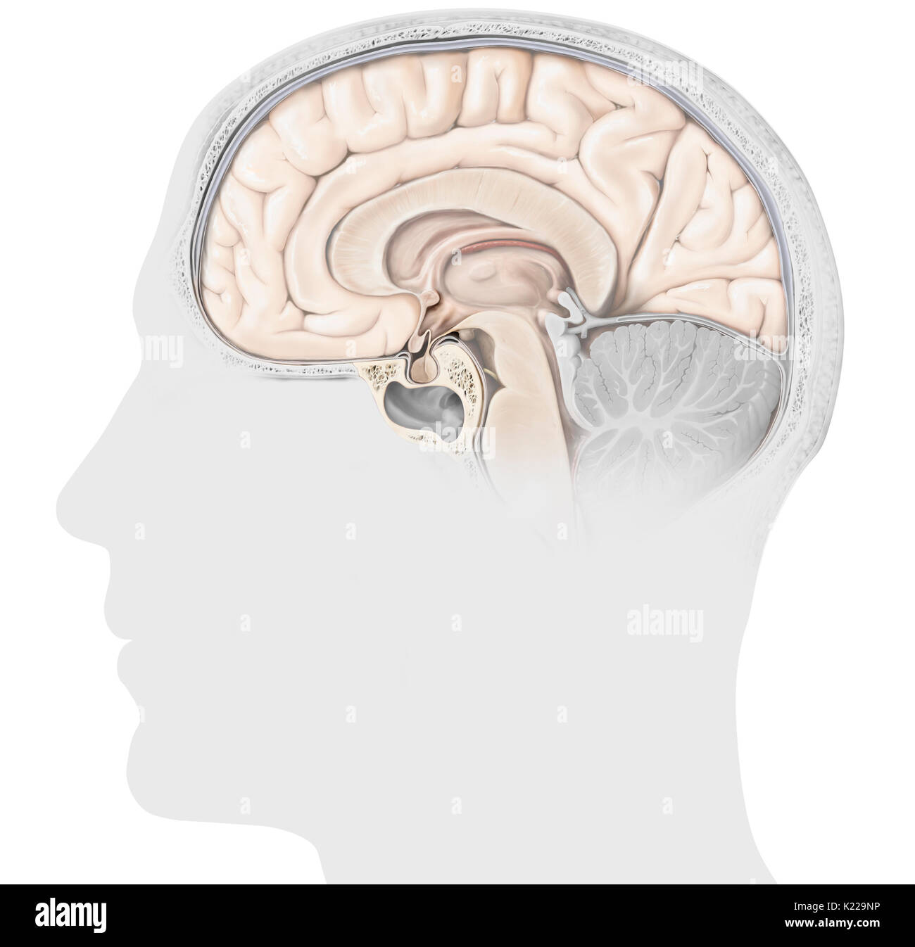 L'hypophyse est constituée de deux lobes, le adenopituitary neuropituitary et le. L'adénohypophyse sécrète l'hormone de croissance et les hormones l'exécution d'une fonction de réglementation sur les autres glandes endocrines. Banque D'Images