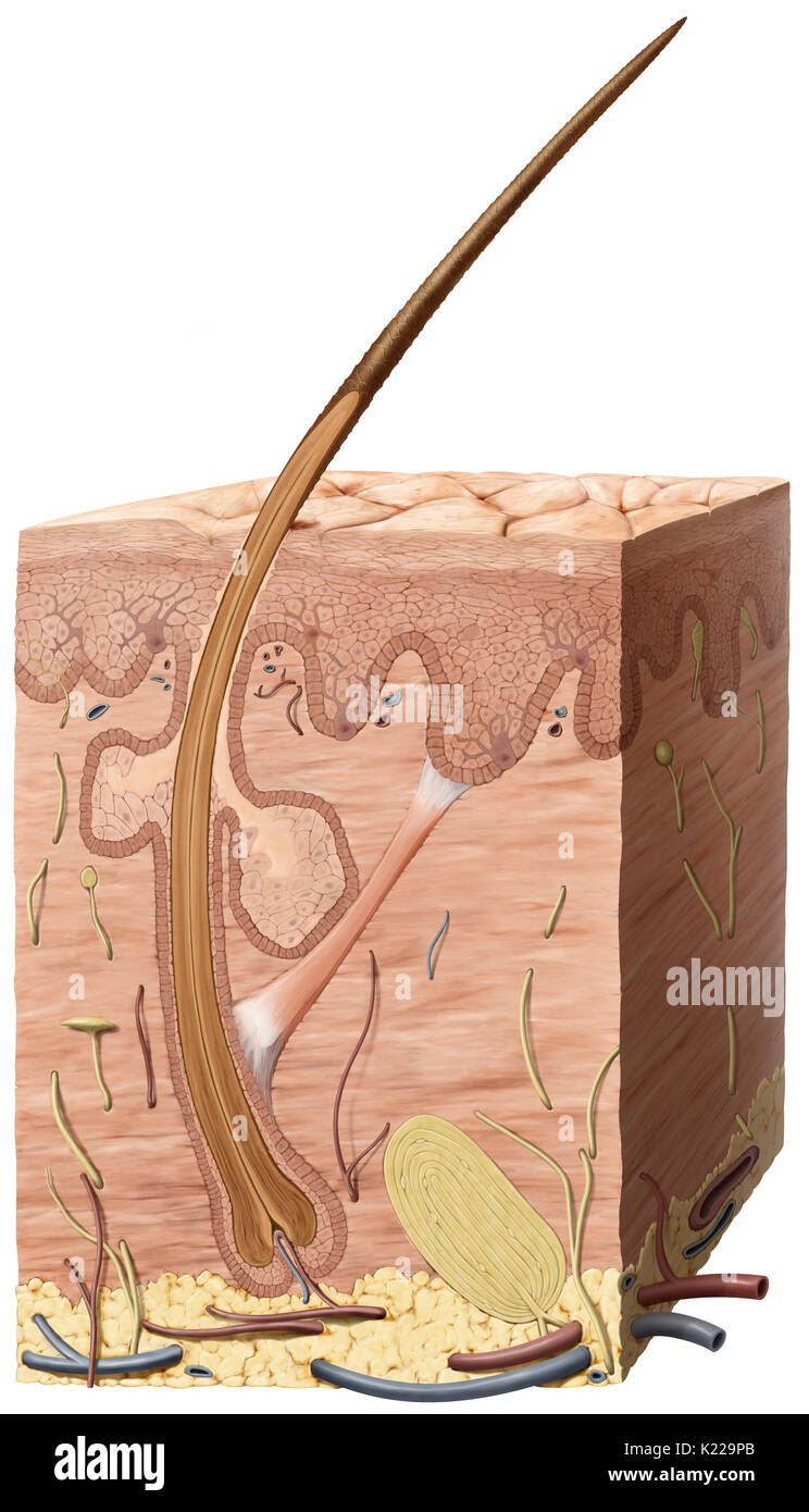 Enveloppe de protection externe du corps, composé de trois couches  principales : l'épiderme, le derme et l'hypoderme ou tissu sous-cutané  Photo Stock - Alamy