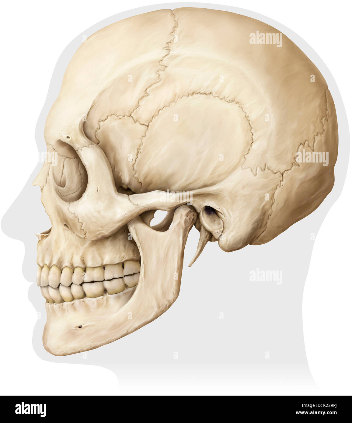 Structure osseuse formée de huit os (os et même quatre quatre os impair) recouvrant et protégeant le cerveau. Banque D'Images