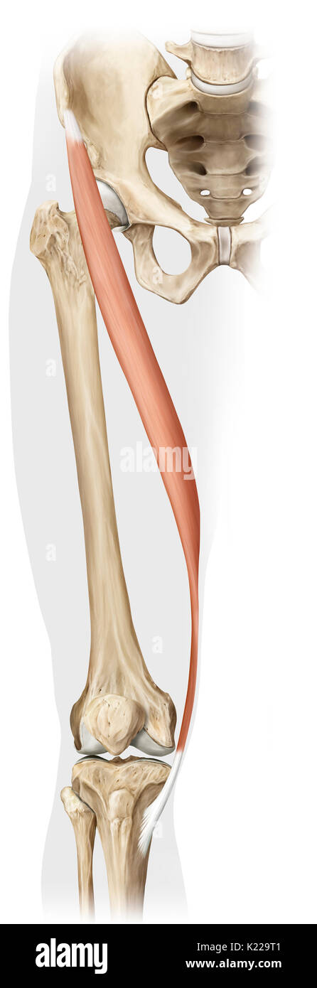 En forme de ruban étroit Long muscle qui permet à la cuisse à se plier à la hanche et à tourner hors de l'axe médian et la jambe de plier au niveau du genou. Banque D'Images