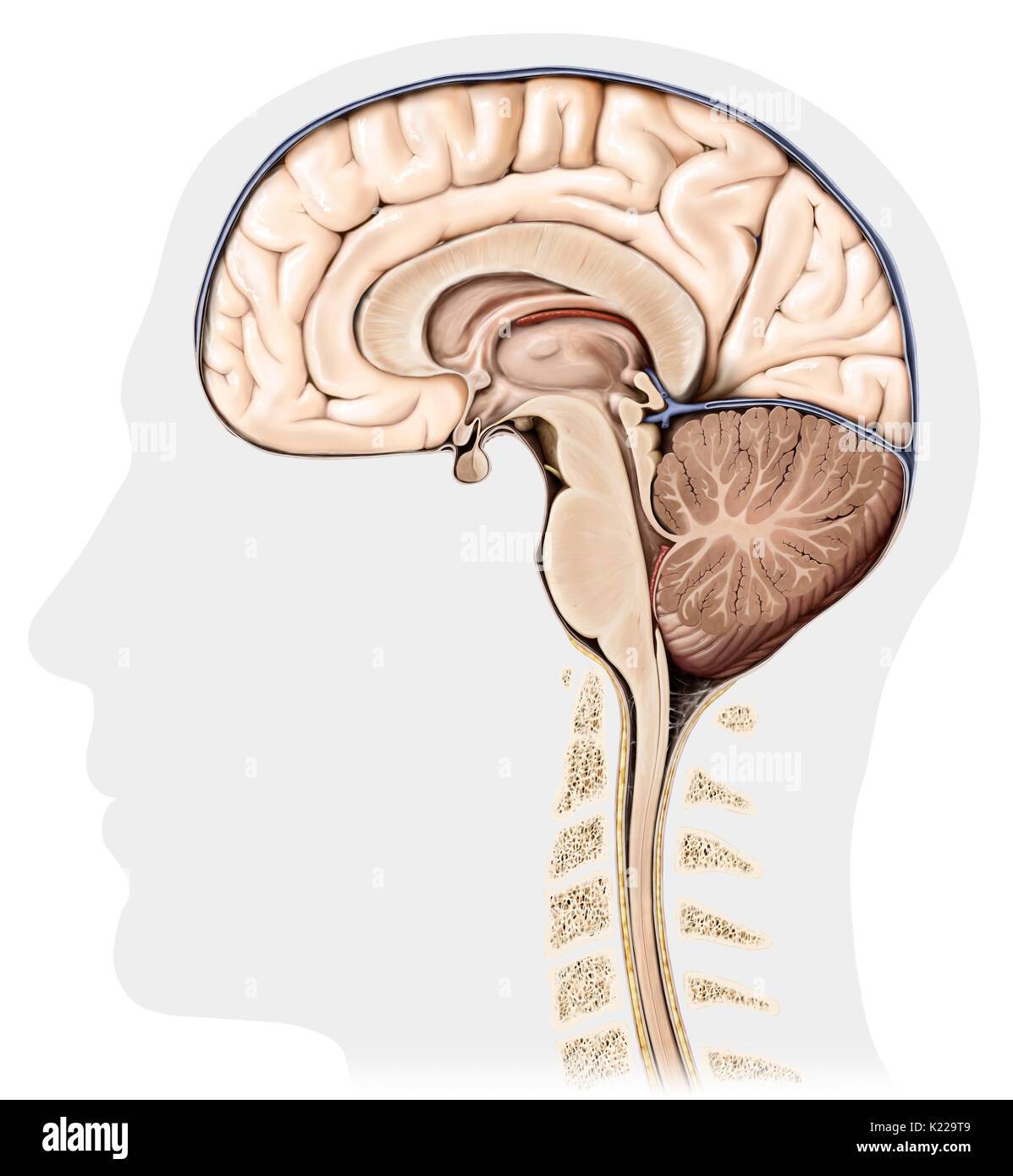 Partie du système nerveux central dans le crâne, composé du cerveau, du cervelet et du tronc cérébral ; il est responsable de la perception sensorielle, la plupart des mouvements, la mémoire, le langage, les réflexes et les fonctions vitales. Banque D'Images