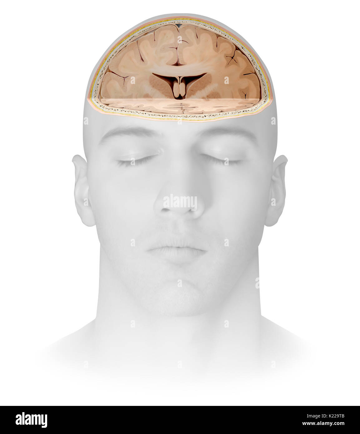 Partie du système nerveux central dans le crâne, composé du cerveau, du cervelet et du tronc cérébral ; il est responsable de la perception sensorielle, la plupart des mouvements, la mémoire, le langage, les réflexes et les fonctions vitales. Banque D'Images