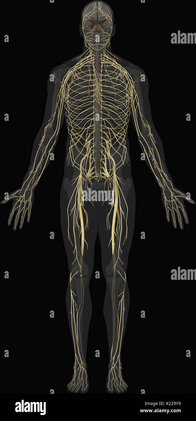 Ensemble de cellules nerveuses qui transmettent les signaux sensoriels et moteurs de l'innervation () entre le système nerveux central et le reste du corps. Banque D'Images Ensemble de cellules nerveuses qui transmettent les signaux sensoriels et moteurs de l'innervation () entre le système nerveux central et le reste du corps. Banque D'Images