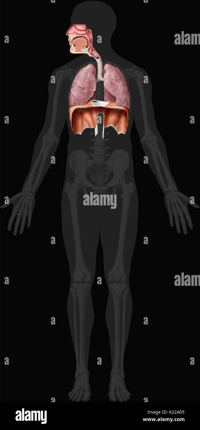 Cette image montre les organes du système respiratoire, qui sont la cavité nasale, de l'épiglotte, le pharynx, le larynx, la trachée, les poumons et le diaphragme. Banque D'Images
