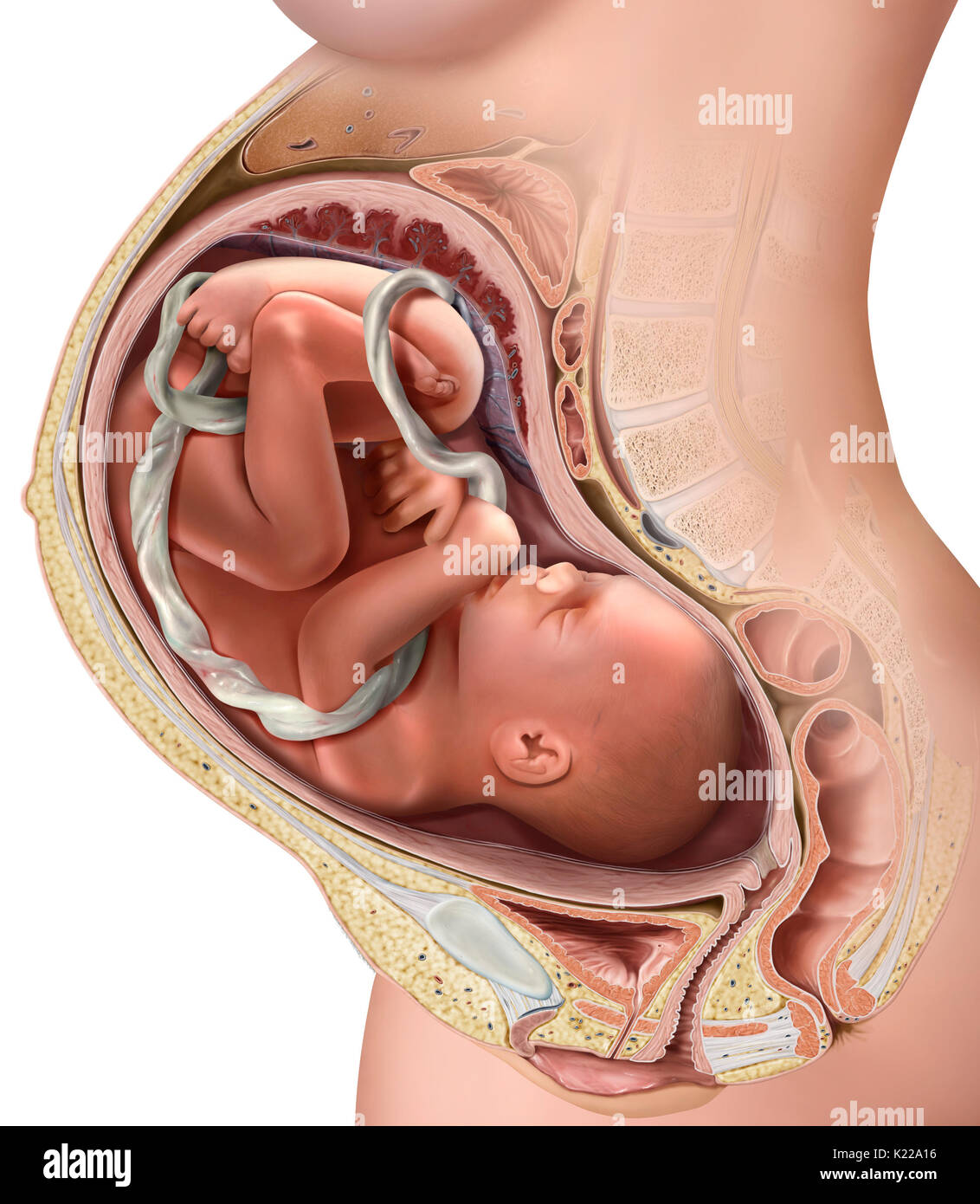 Cette image montre le foetus au troisième trimestre de la grossesse. Banque D'Images