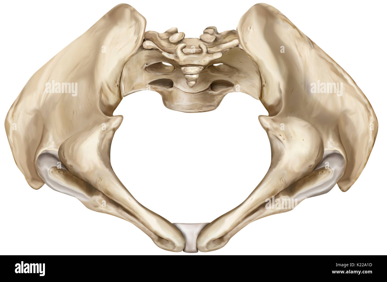 Ceinture osseux constitué du sacrum, coccyx et deux os iliaques, rejoignant les os des membres inférieurs pour le squelette axial. Banque D'Images