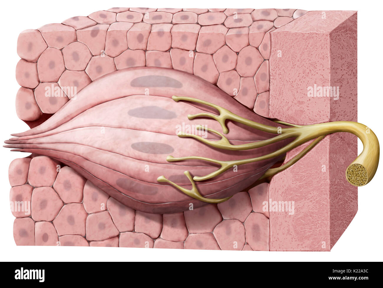 Organe gustatif formé de cellules sensorielles qui, en contact avec la salive, détecter les saveurs et de les transmettre au cerveau sous la forme d'influx nerveux. Banque D'Images