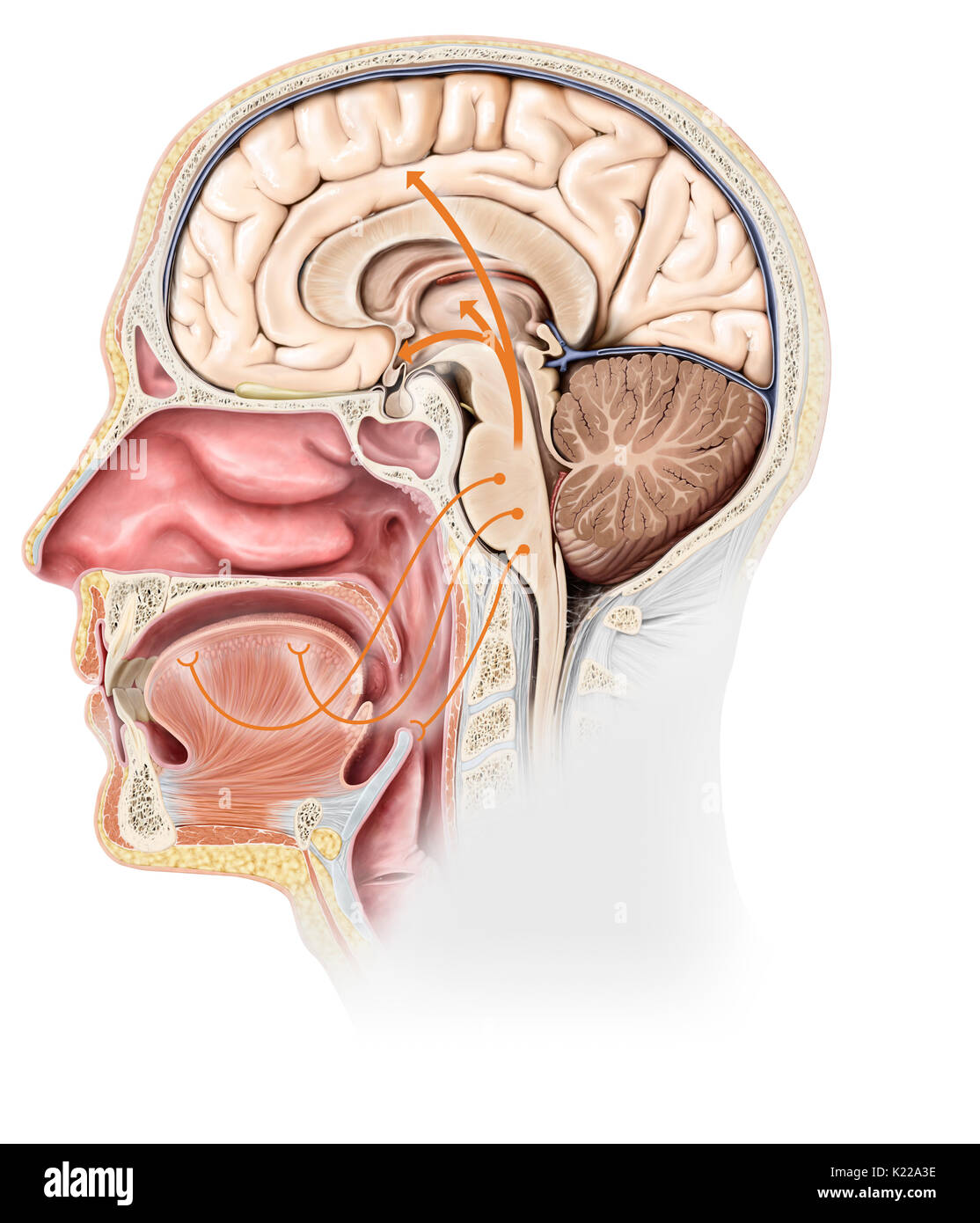 Lorsqu'un bourgeon du goût vient en contact avec une savoureuse substance (qui a une saveur) dissous dans la salive, les cellules qui forment le bourgeon de générer des signaux nerveux. Ces nerfs sensoriels au cortex cérébral, où la perception consciente de la saveur se produit. Banque D'Images Lorsqu'un bourgeon du goût vient en contact avec une savoureuse substance (qui a une saveur) dissous dans la salive, les cellules qui forment le bourgeon de générer des signaux nerveux. Ces nerfs sensoriels au cortex cérébral, où la perception consciente de la saveur se produit. Banque D'Images
