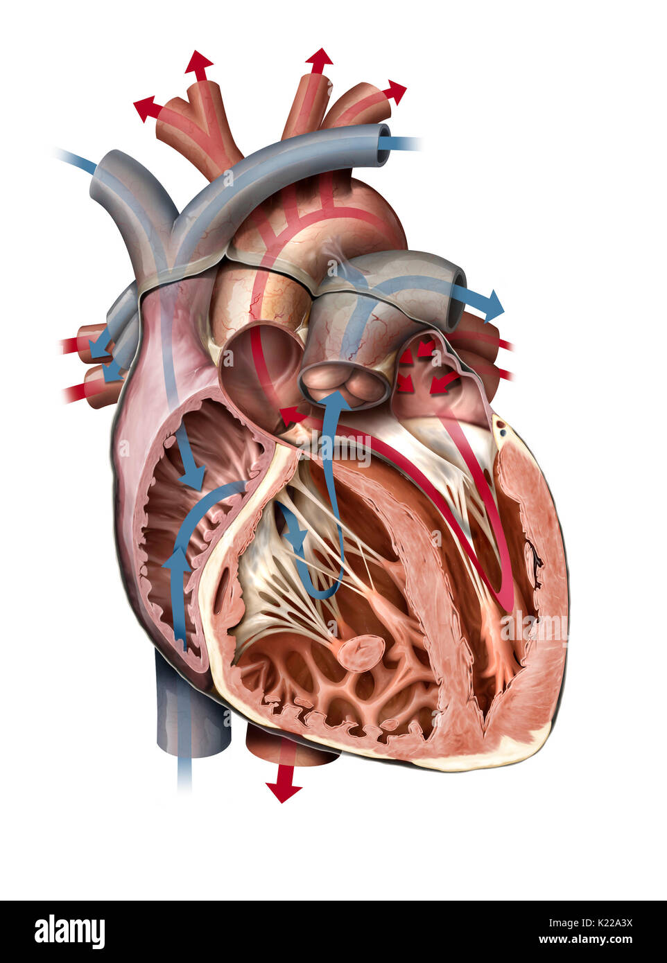 Le cœur est un organe musculaire composé de quatre chambres, ses contractions rythmiques et pompe le sang circuler. Banque D'Images