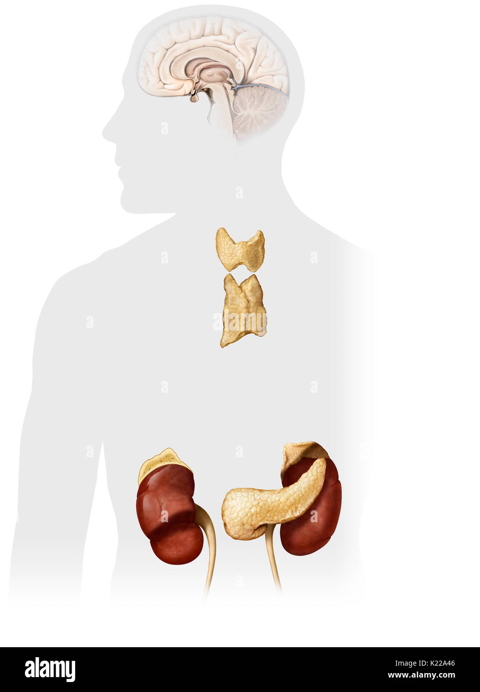 Cette image montre la glande surrénale, l'hypothalamus, le kineys, le pancréas, la glande pinéale, l'hypophyse, le thymus et la thyroïde. Banque D'Images