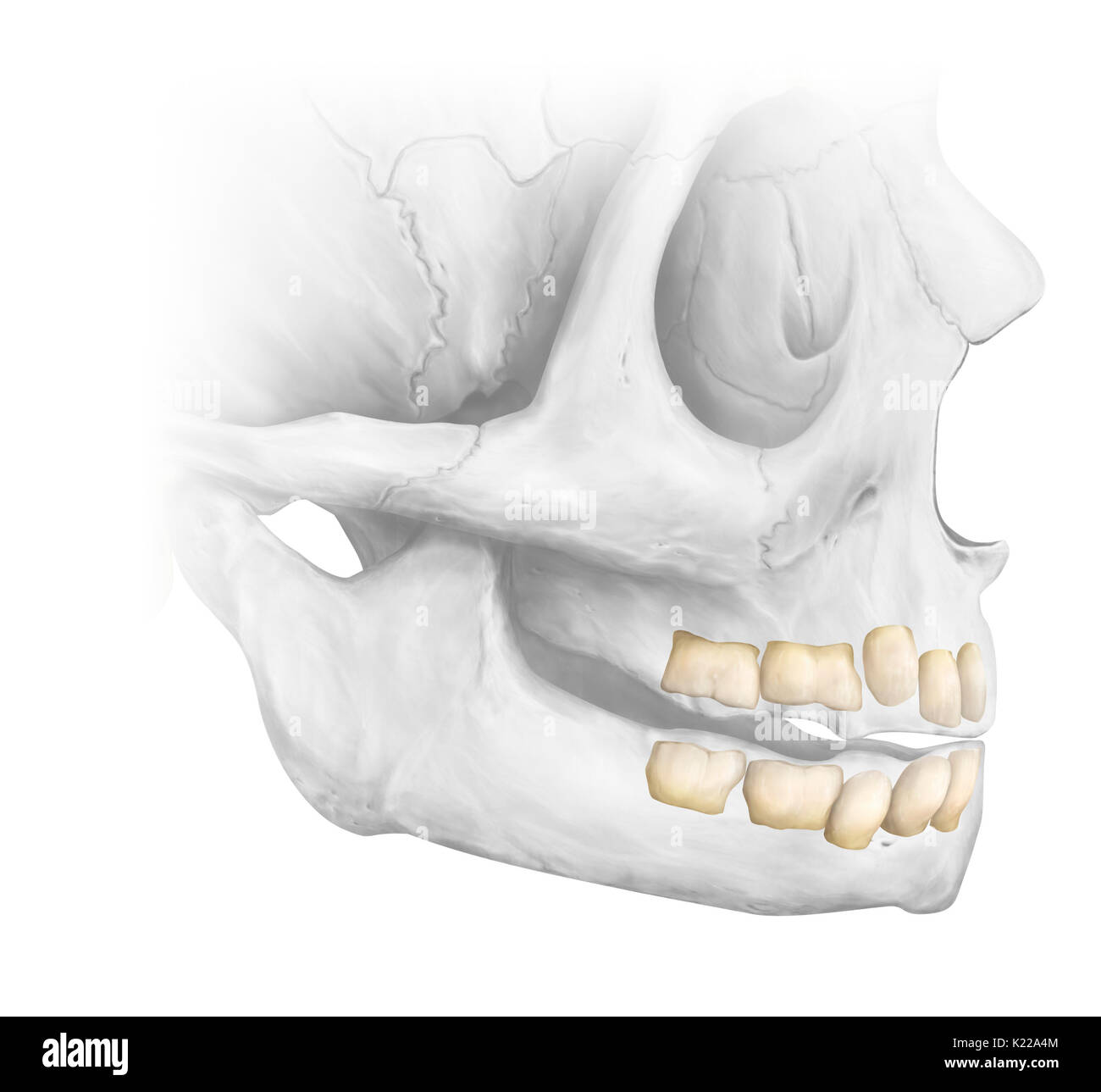 Jusqu'à environ l'âge de 6 ans, la dentition a 20 dents temporaires. L'ensemble de la dentition adulte a 32 dents : 8 incisives, 4 canines, 8 prémolaires et 12 molaires. Les dernières molaires, appelé les dents de sagesse, sont parfois absentes ou mal positionnées. Banque D'Images