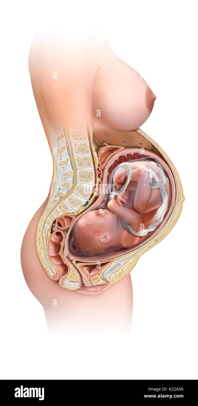 Cette image montre le foetus au troisième trimestre de la grossesse. Banque D'Images