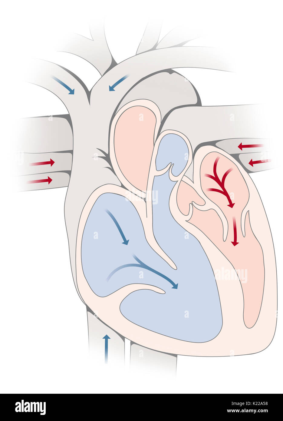 La Diastole est la période du cycle cardiaque au cours de laquelle le myocarde se détend, permettant l'auricules et puis les ventricules se remplissent de sang. Banque D'Images