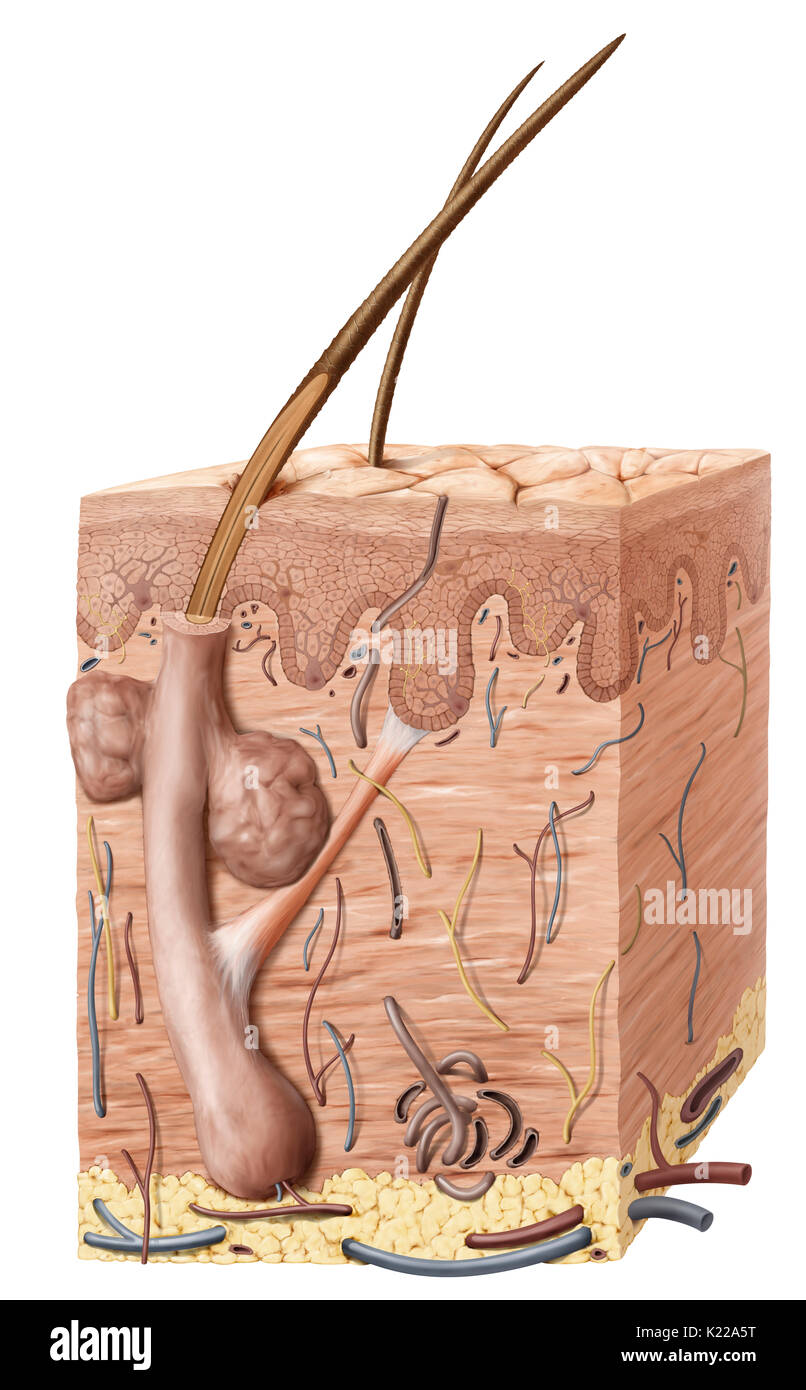 Enveloppe de protection externe du corps, composé de trois couches principales : l'épiderme, le derme et l'hypoderme ou tissu sous-cutané. Banque D'Images