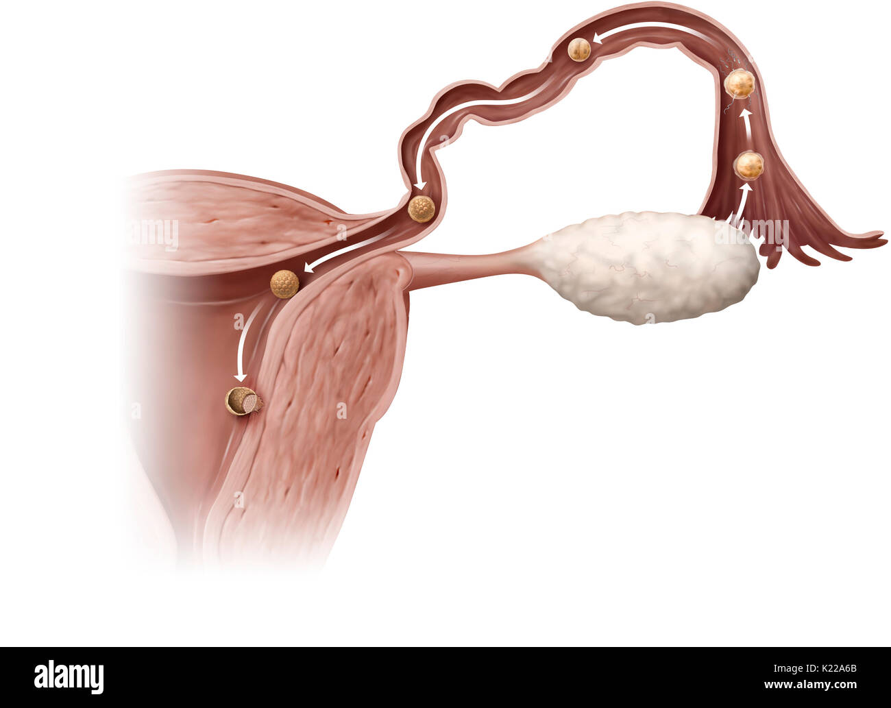 La nidation est l'implantation d'un oeuf fécondé dans l'endomètre, six ou sept jours après la fécondation. Les cellules de la couche externe (trophoblaste) se multiplient et l'érosion de l'endomètre, qui permet d'ancrer le blastocyste elle-même. L'implantation phase dure environ une semaine. Banque D'Images