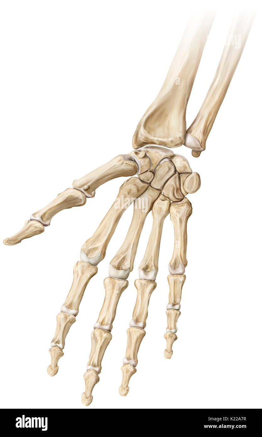 Partie terminale du membre supérieur, ayant une fonction préhensile et tactiles. Le squelette de la main a 27 os. Banque D'Images
