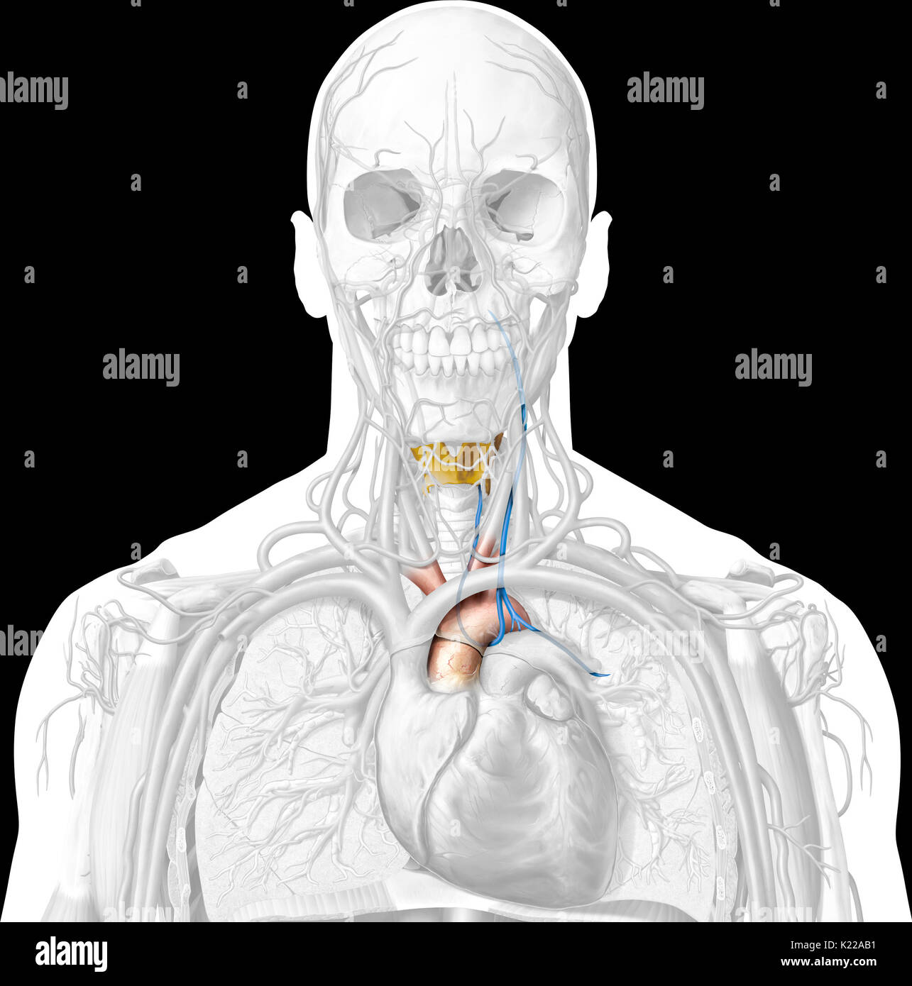 Muscles du larynx Banque de photographies et d'images à haute résolution -  Alamy