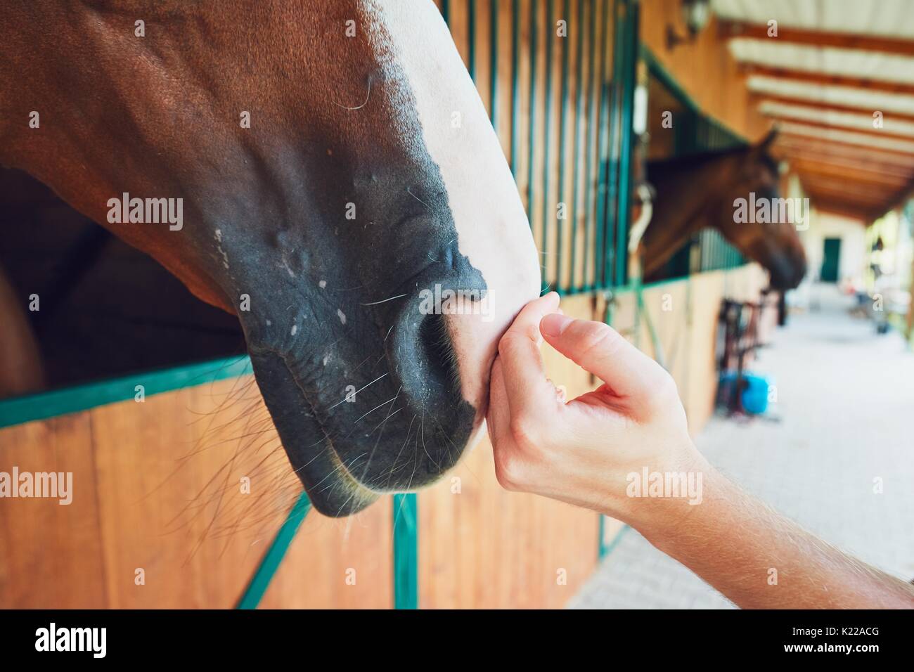 Touche de l'amitié entre l'homme et le cheval dans l'écurie. Banque D'Images