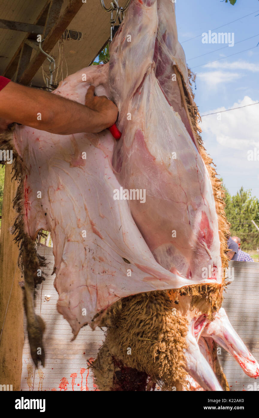 Coupe homme butcher musulmane un mouton pour l'Aïd Al-Adha. L'Eid al-Adha (Fête du Sacrifice) est le deuxième de deux jours fériés musulmans célébrée chaque année dans le monde. Banque D'Images