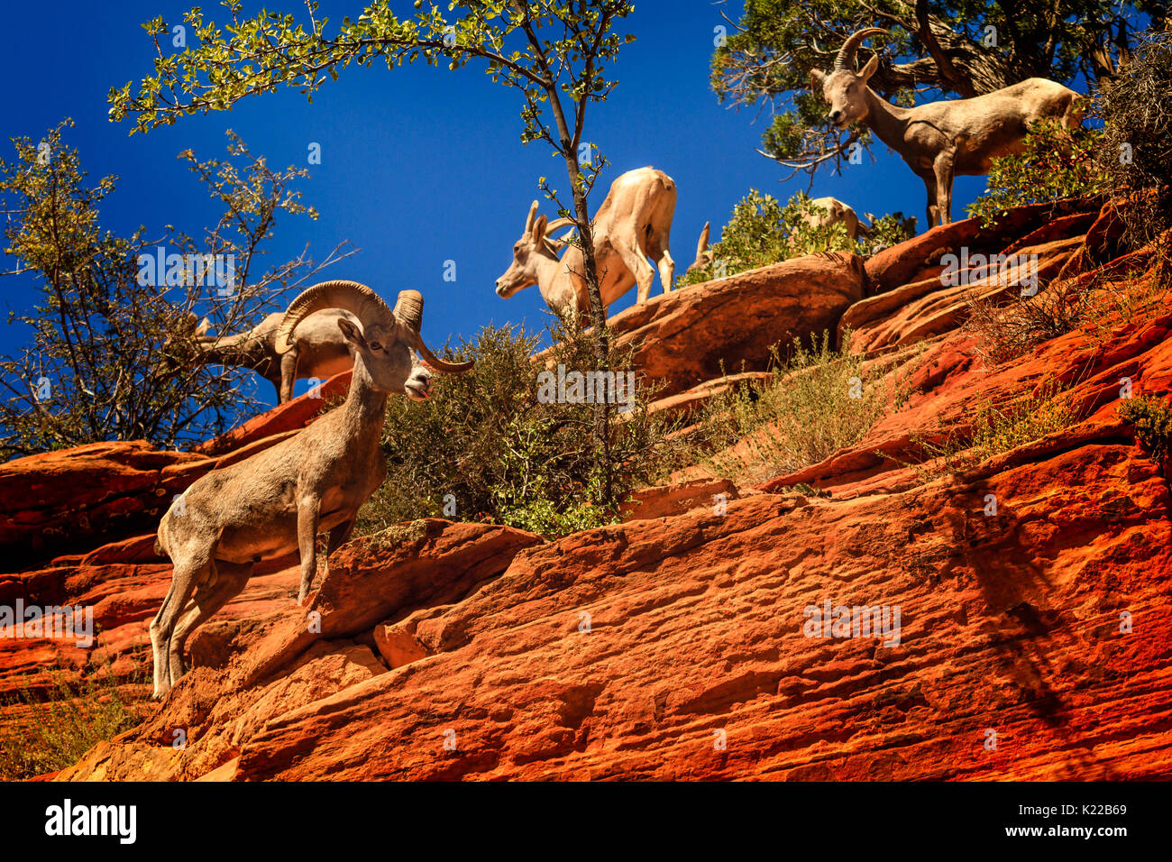 Zion National Park désert Moutons Banque D'Images