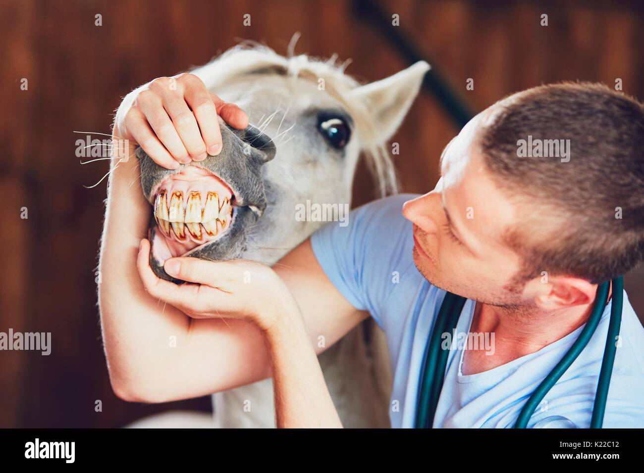 La médecine vétérinaire à la ferme. L'examen vétérinaire dents du cheval dans l'écurie. Banque D'Images